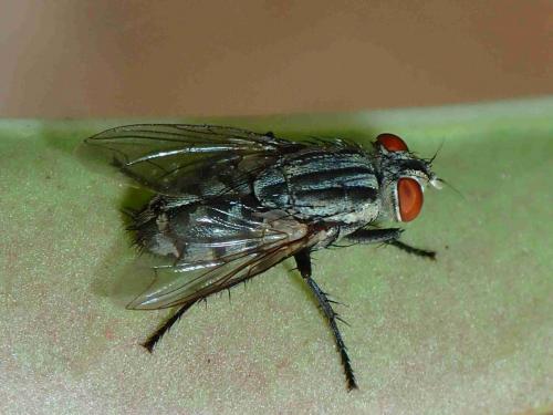 Sarcophaga sp.